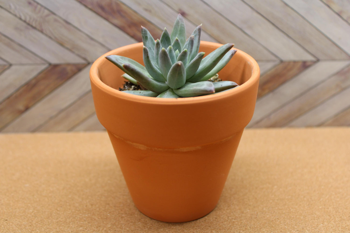 4 inch Pachyveria glauca ‘Little Jewel’