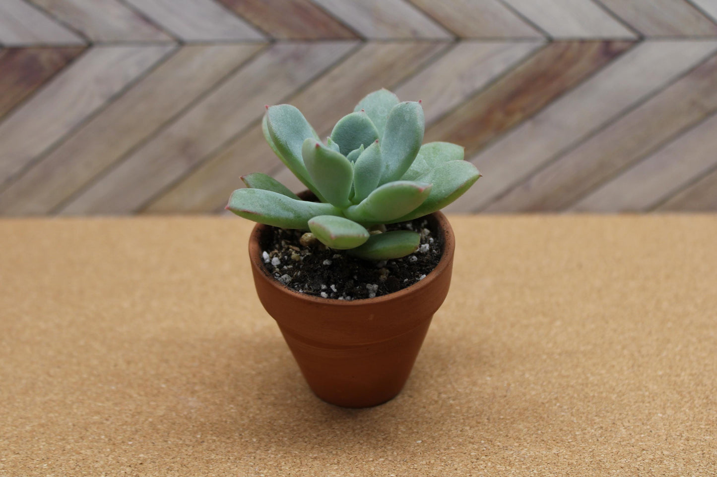 2 Inch Echeveria ‘Green Goddess’