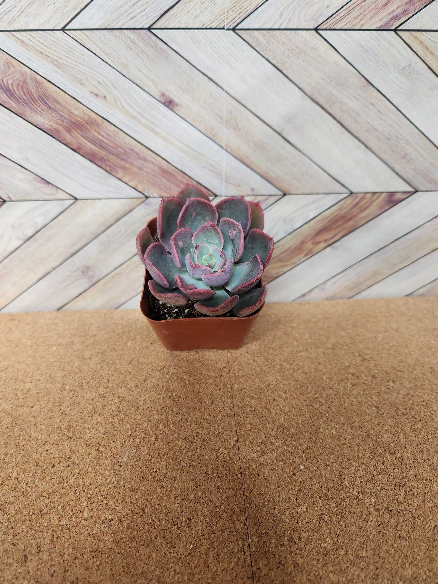 2 inch Echeveria raindrop