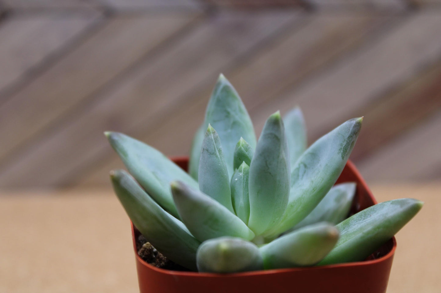 2 inch Pachyveria glauca ‘Little Jewel’