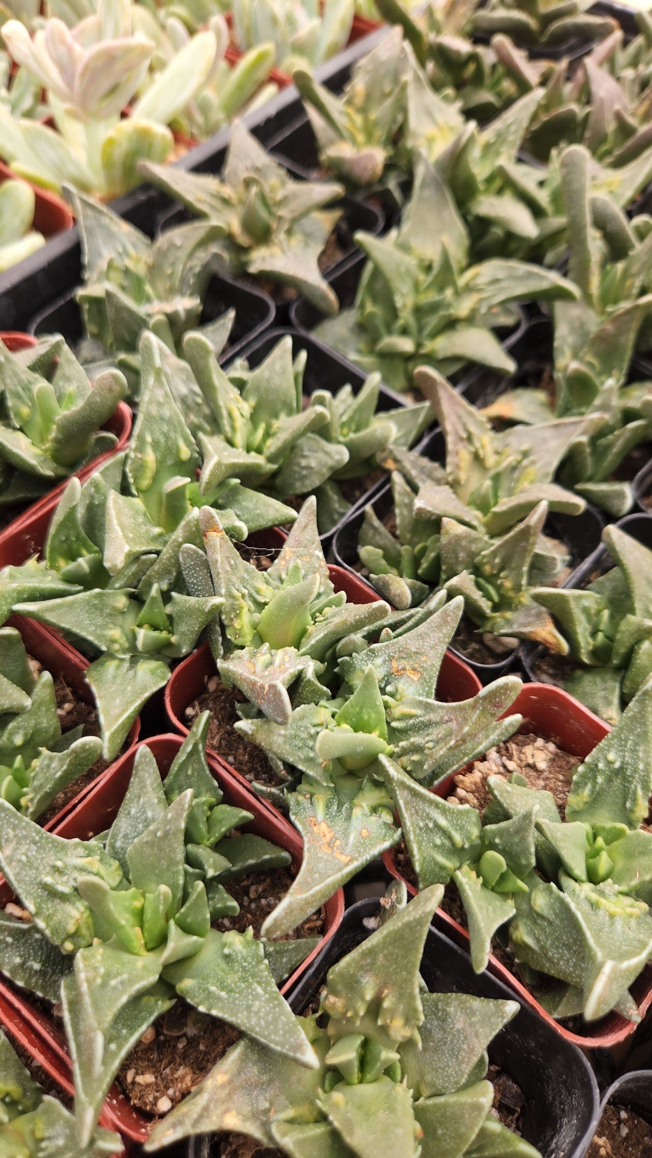 2 inch Faucaria tuberculosa 'pebbled tigers jaw'