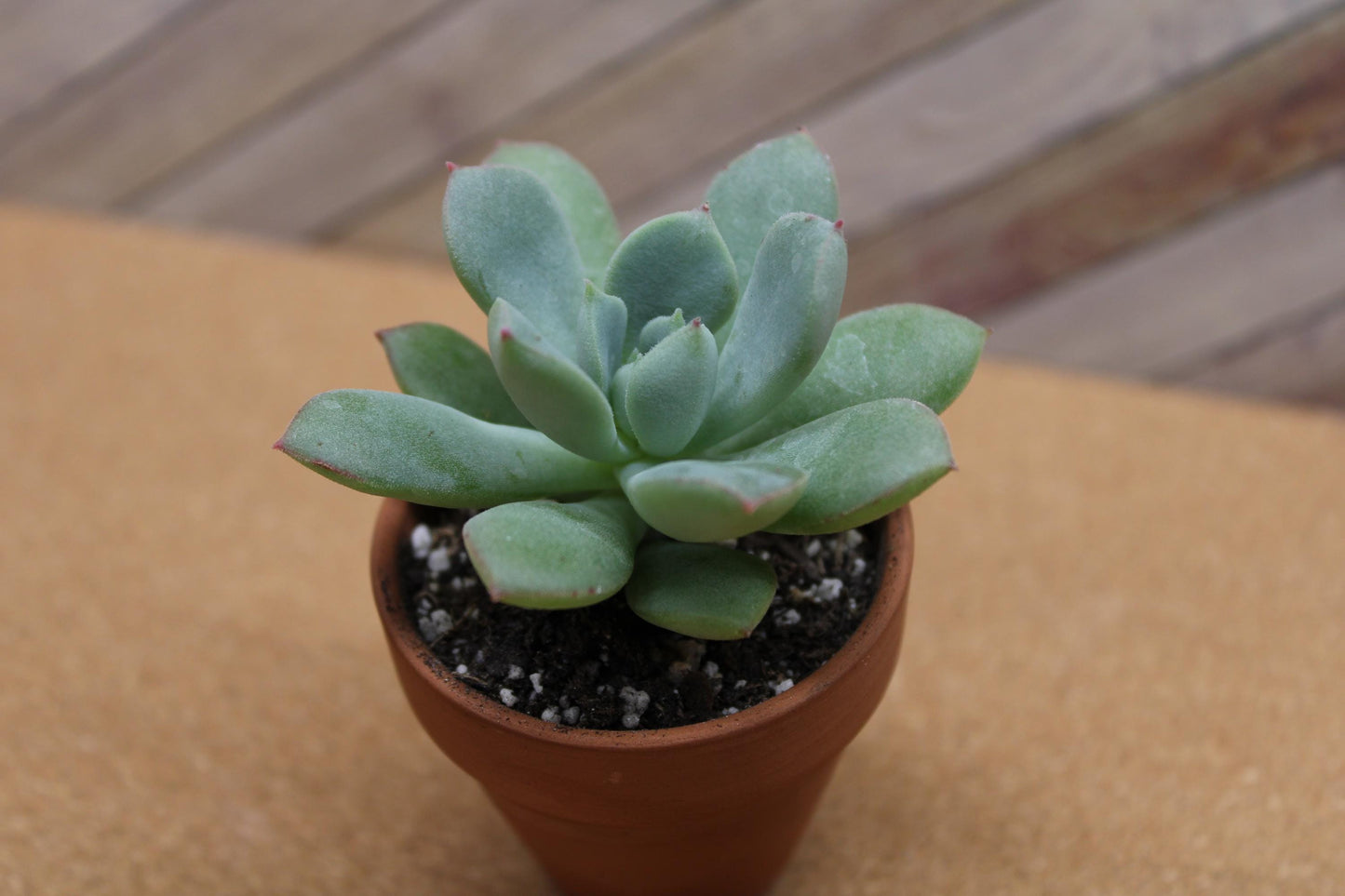 2 Inch Echeveria ‘Green Goddess’