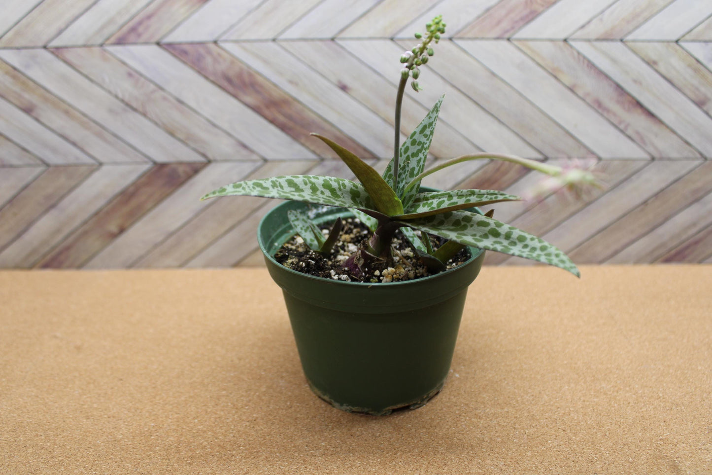 4 inch Ledebouria socialis 'Silver Squill'  'Leopard Lily'
