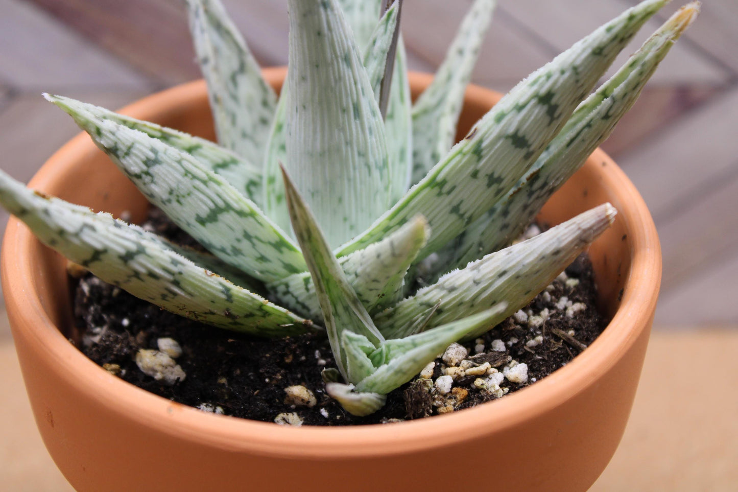 4 Inch Aloe ‘Snowflake’