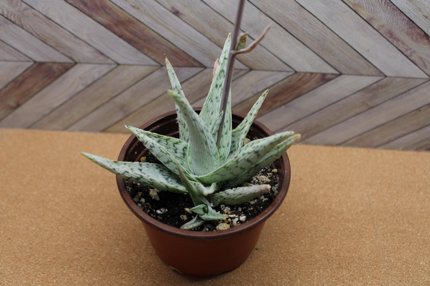 4 Inch Aloe ‘Snowflake’