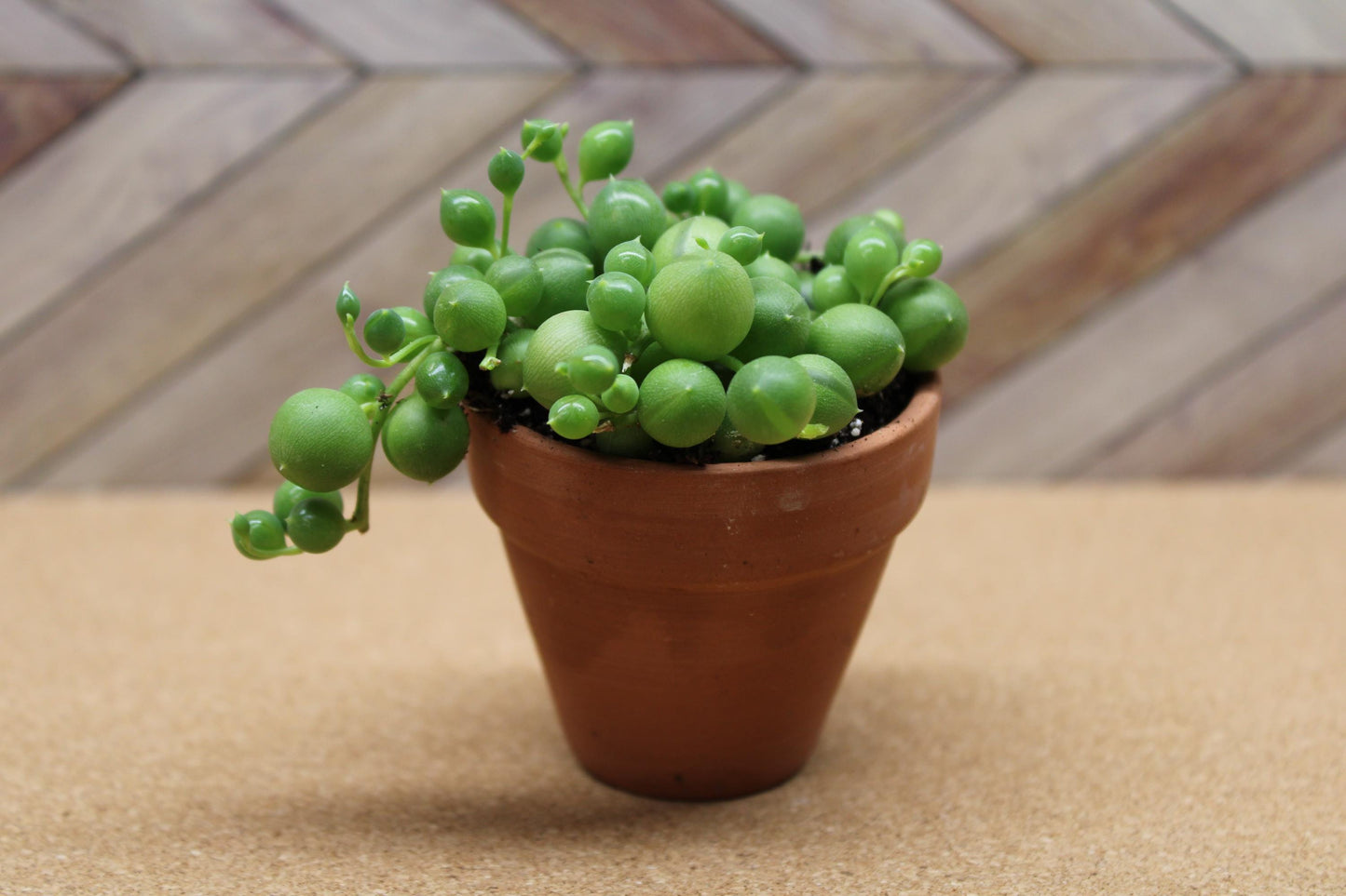 2 Inch String of Pearls