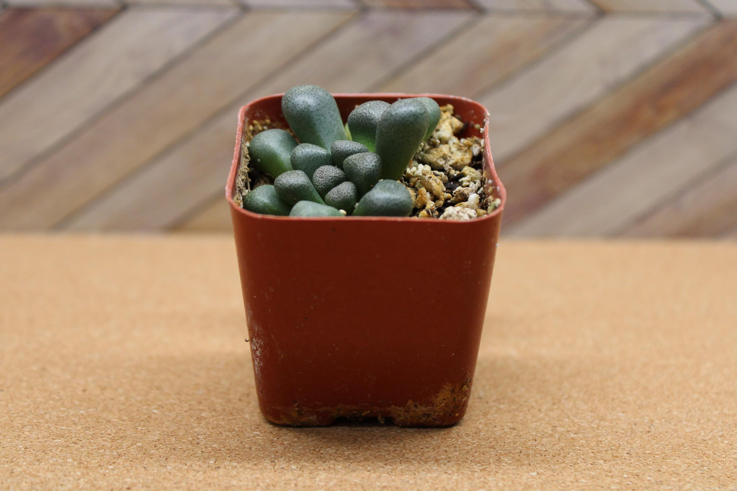 2 inch Aloinopsis schooneesii ‘Living Stone’