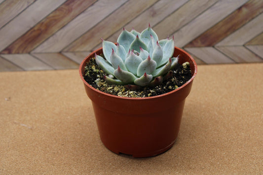 4 inch Echeveria Colorata