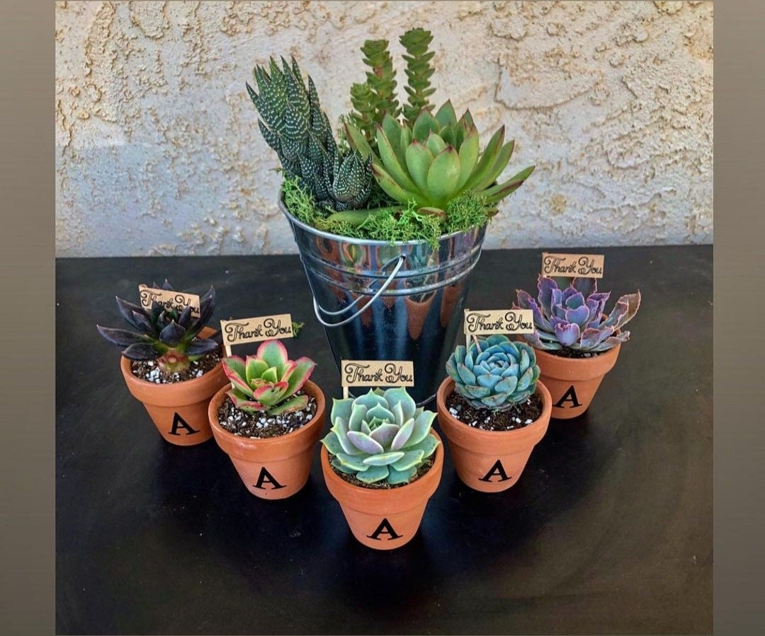 2 inch Echeveria raindrop