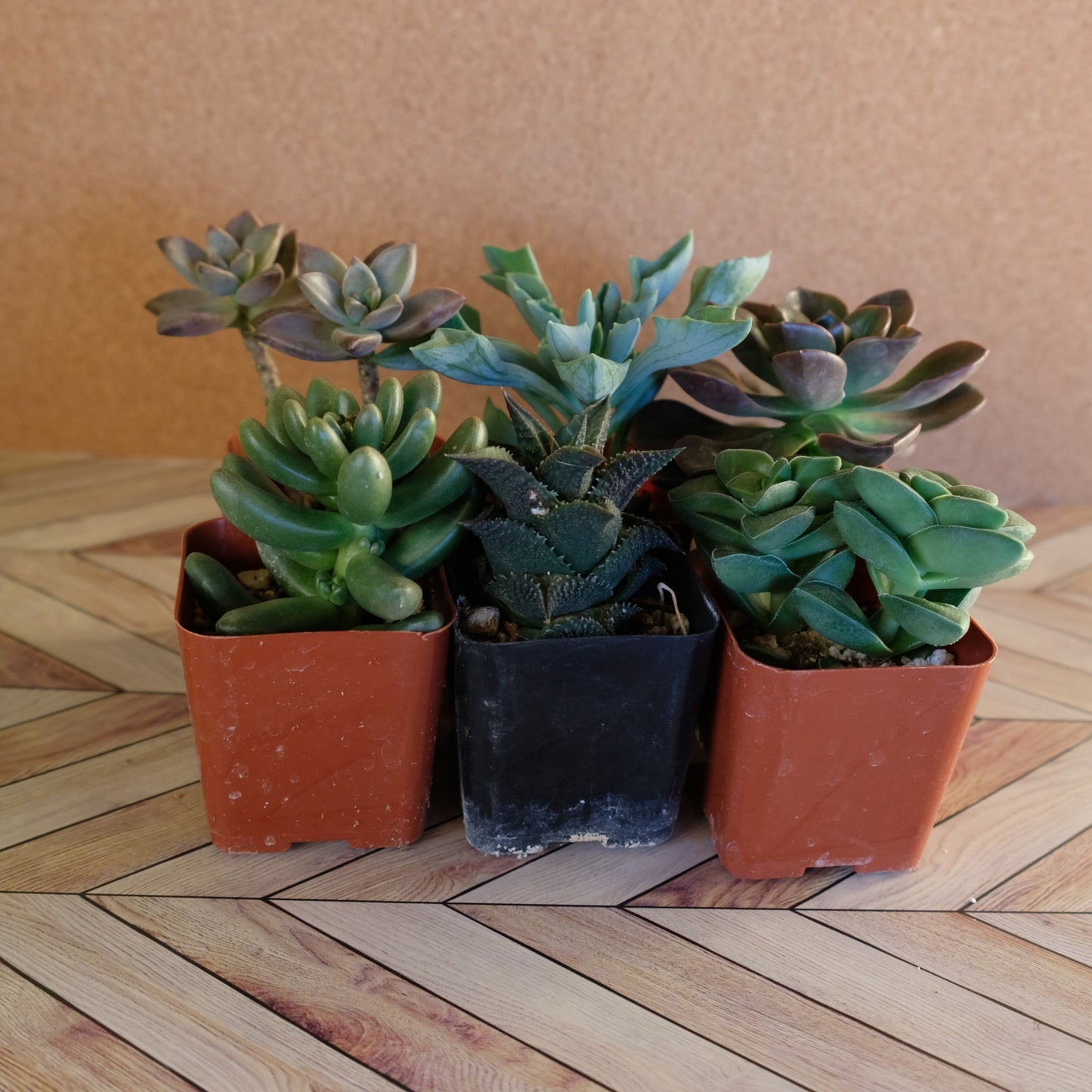 Randomly assorted bulk packs of 2 inch succulents potted and rooted for diy projects, party favor, fairy gardens and more