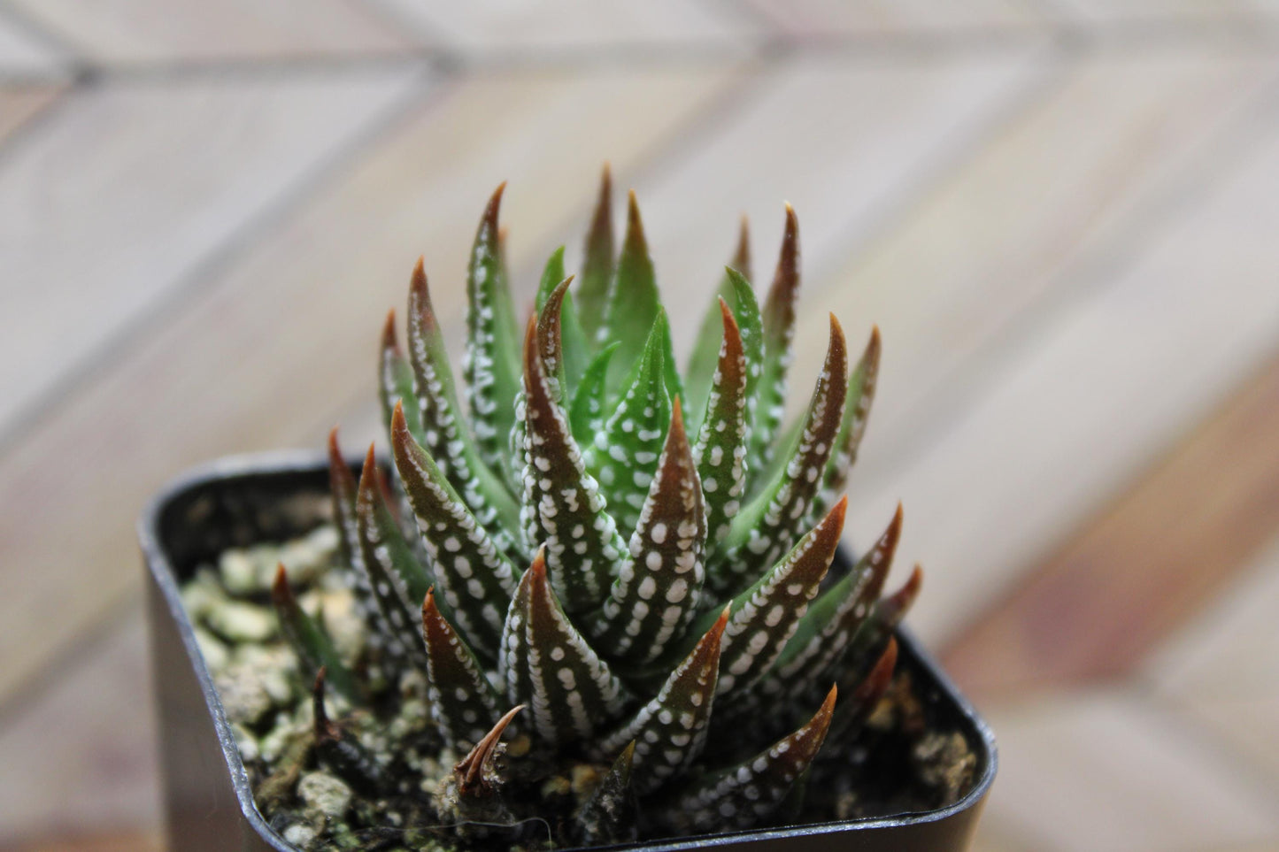 2 inch Haworthia reinwardtii f. kaffirdriftensis