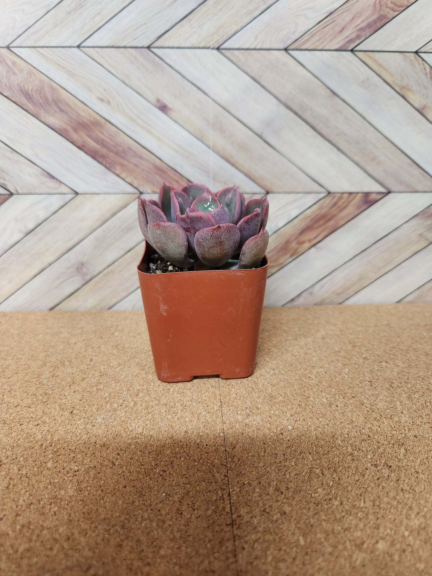 2 inch Echeveria raindrop