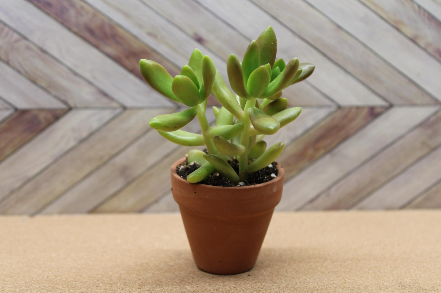 2 inch Sedum adolphi  'Golden Sedum'