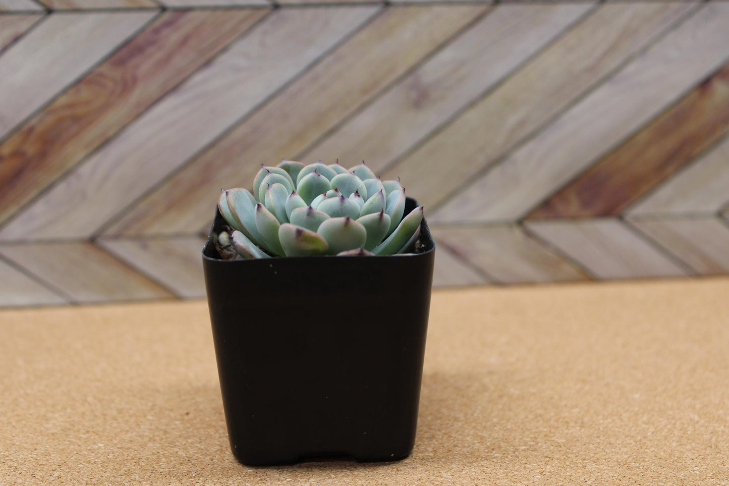 2 inch Echeveria 'Minima'
