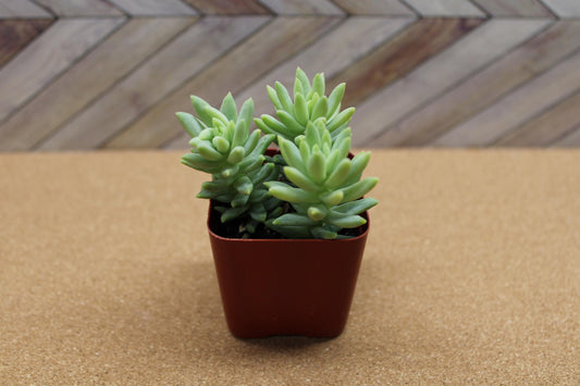 2 Inch Donkey Tail ‘Harry Butterfield’ – Sedum morganianum