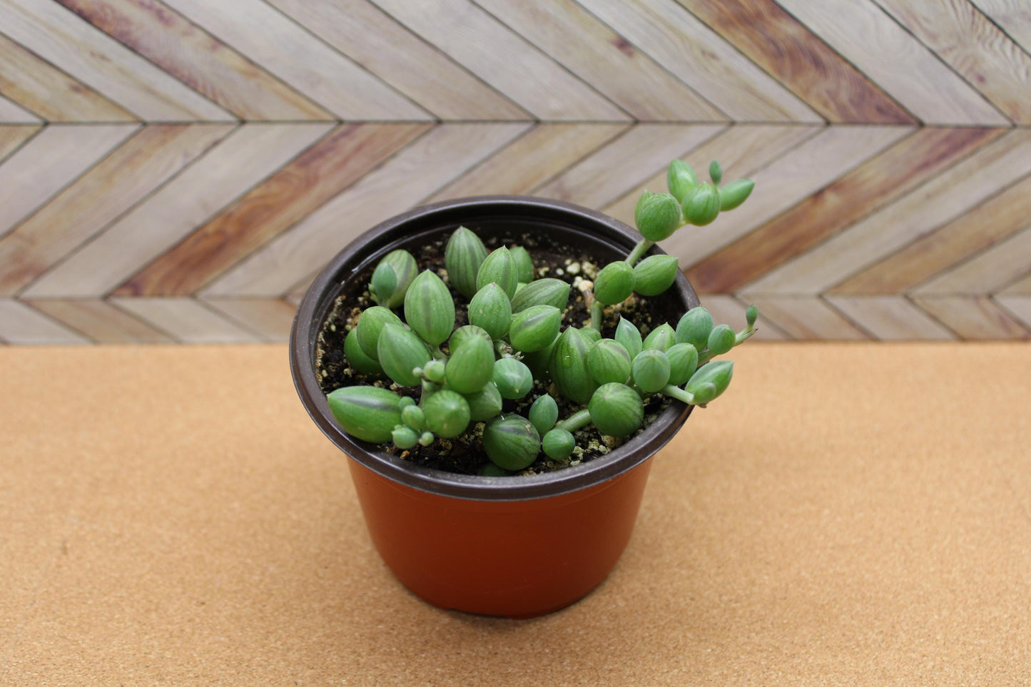 4 inch String of Watermelons