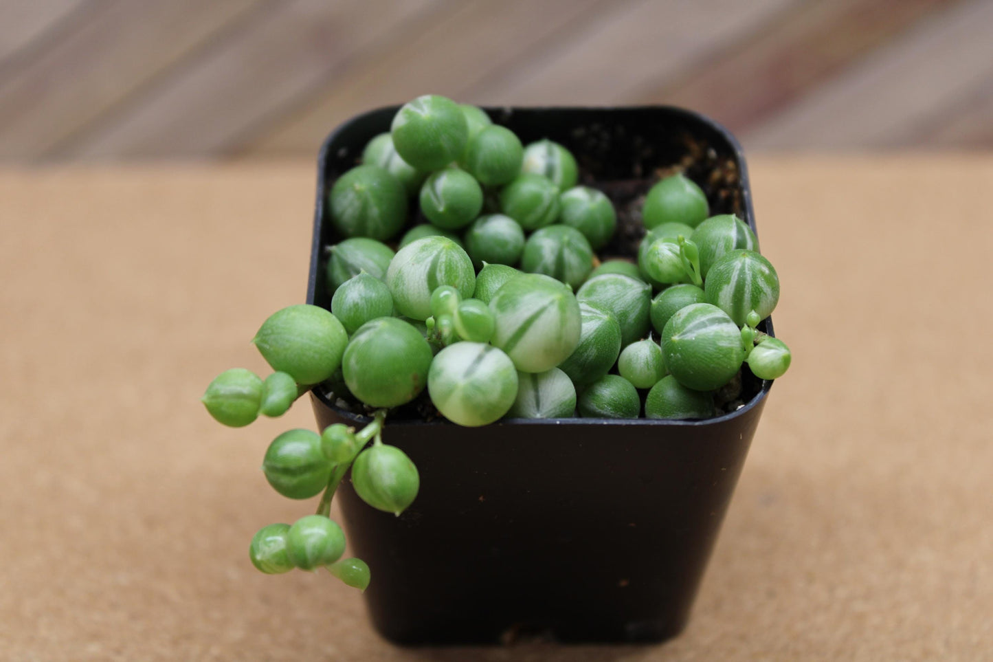 2 Inch Variegated String of Pearls