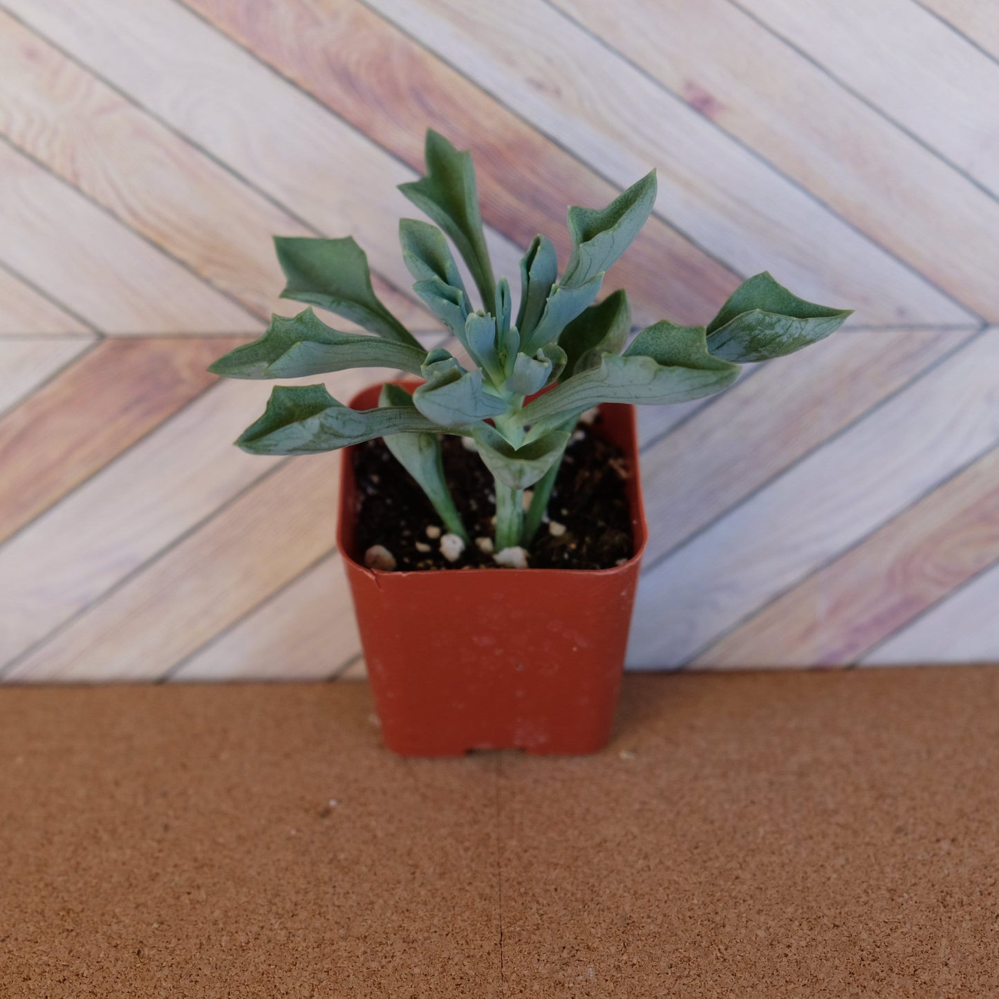 2 inch Senecio kleiniiformis 'Spear Head Succulent'