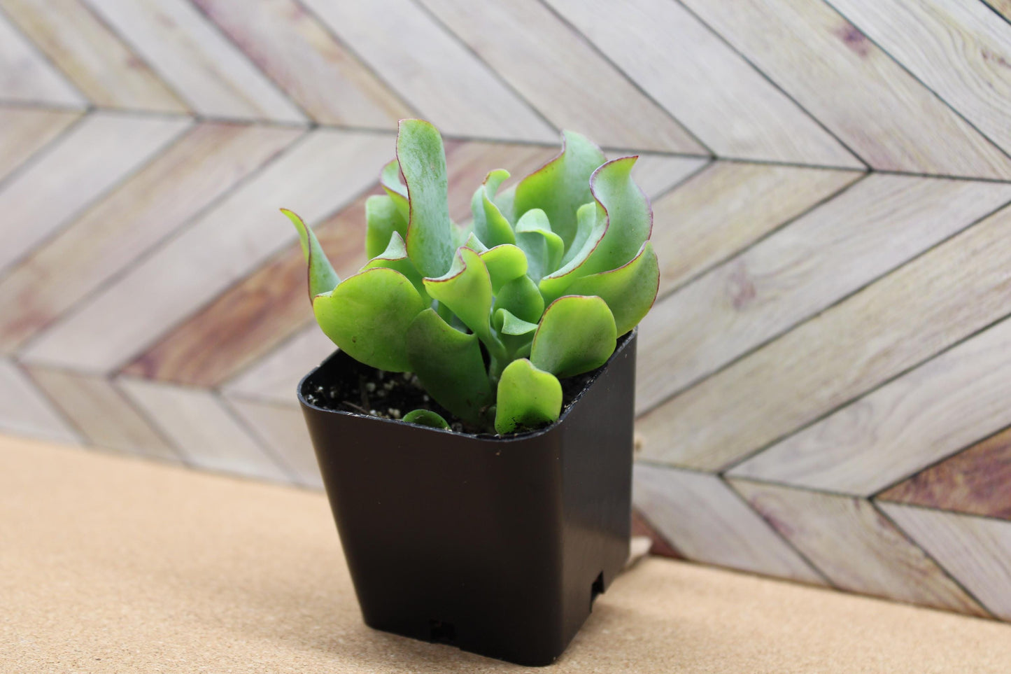 2 inch Ripple Jade