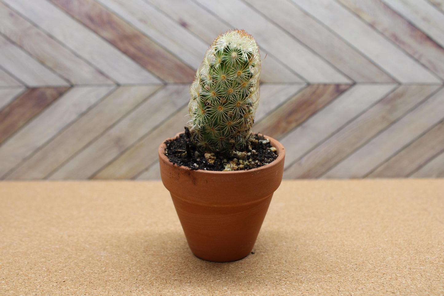 2 inch Mammillaria elongata 'Ladyfinger Cactus'