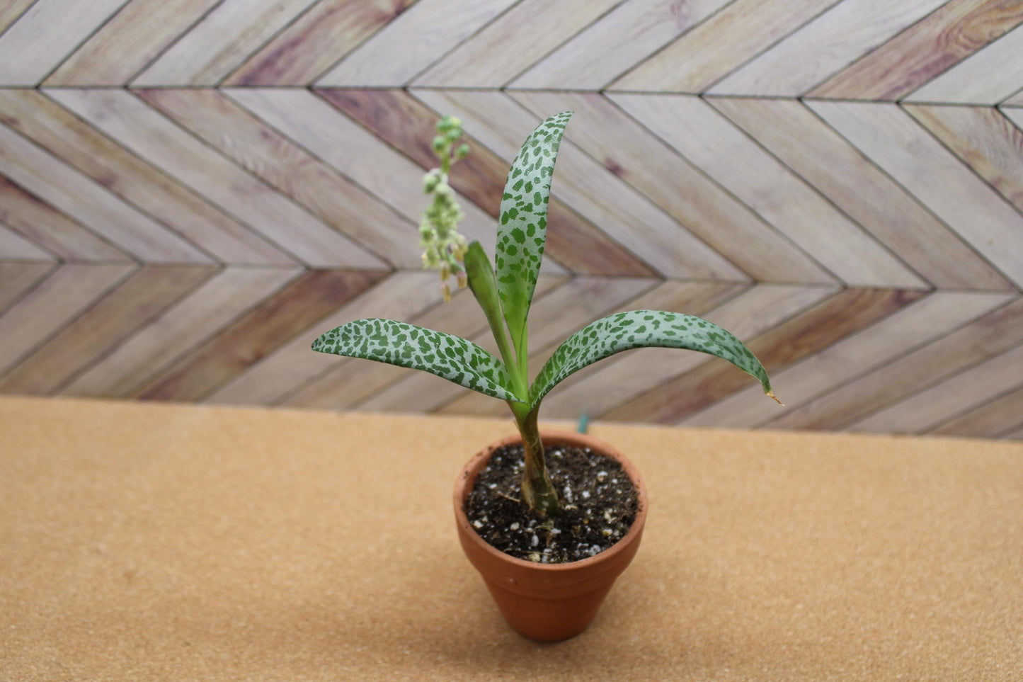 2 inch Ledebouria socialis 'Silver Squill' or 'Leopard Lily'