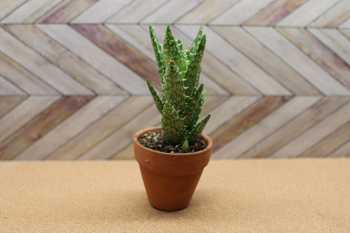 2 inch Aloe Juvenna 'Tiger Tooth Aloe'