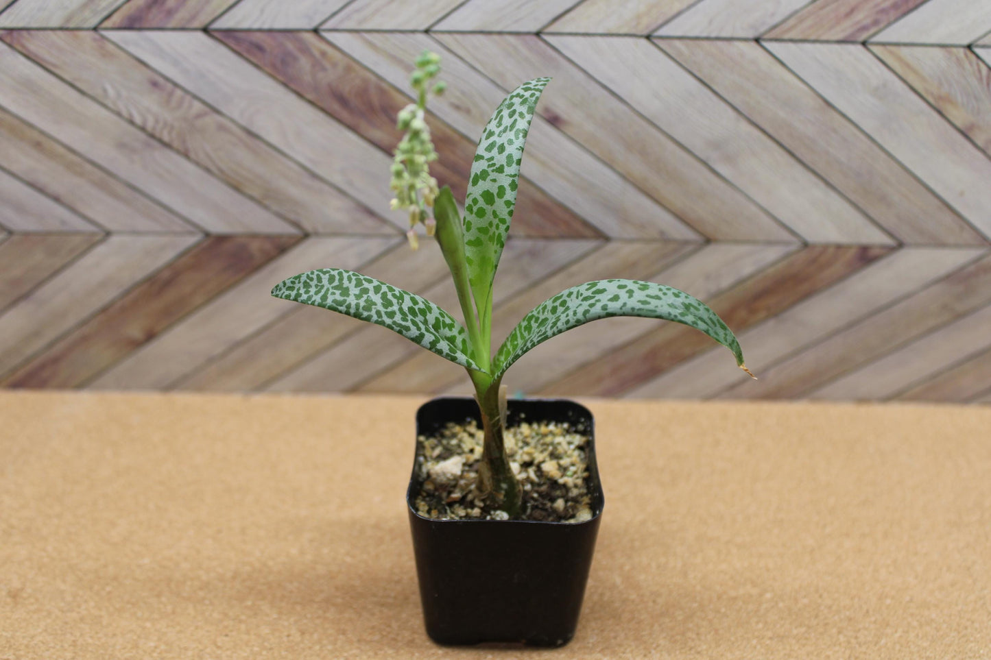 2 inch Ledebouria socialis 'Silver Squill' or 'Leopard Lily'