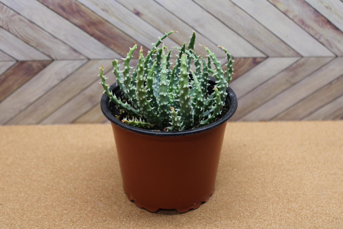 4 Inch Aloe humilis 'Hedgehog'