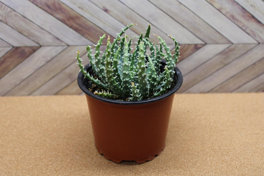 4 Inch Aloe humilis 'Hedgehog'