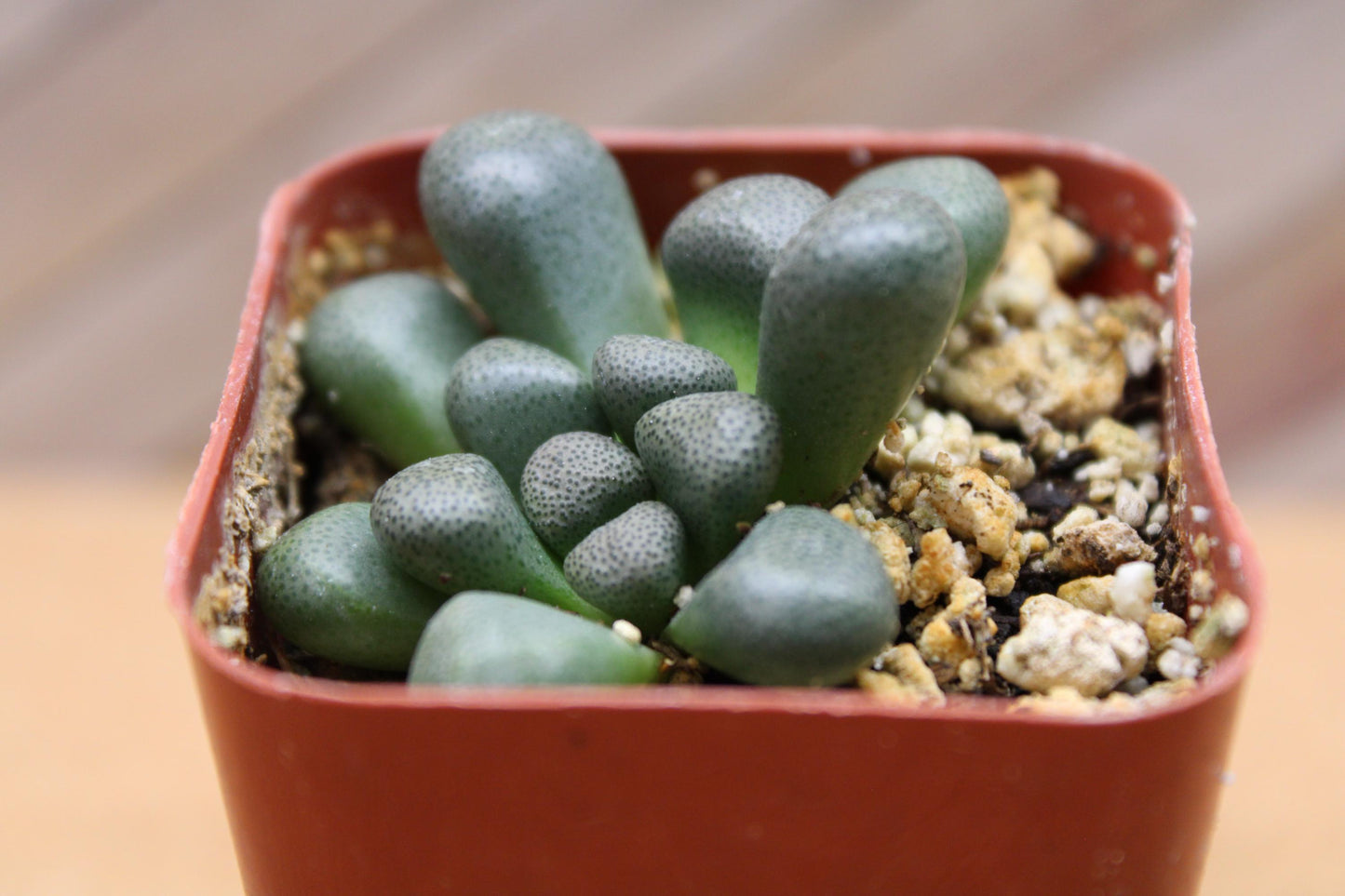 2 inch Aloinopsis schooneesii ‘Living Stone’