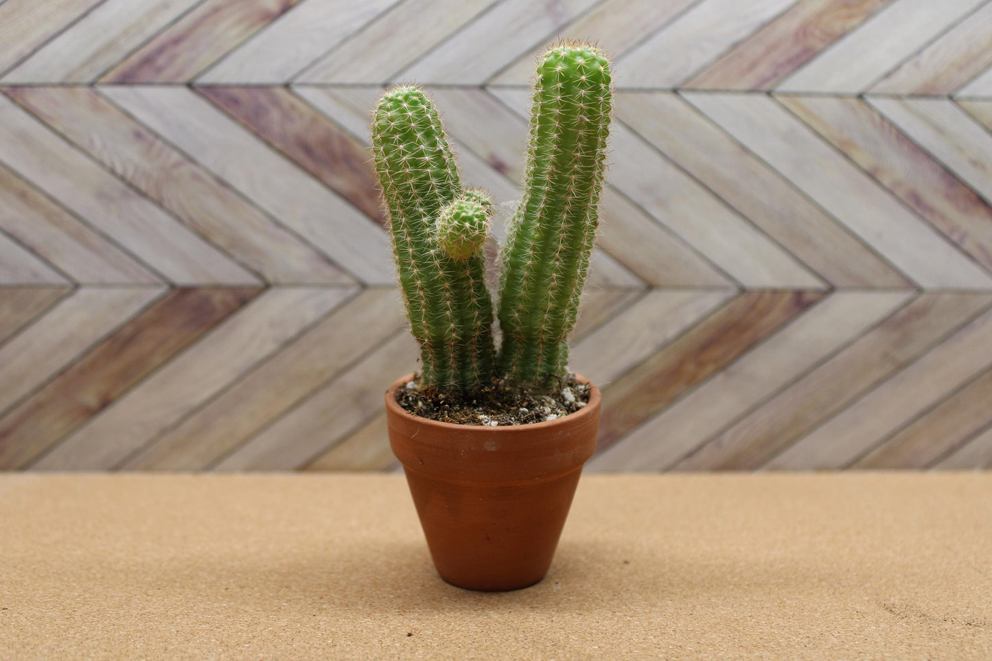 2 inch Echinopsis chamaecereus 'Peanut Cactus'