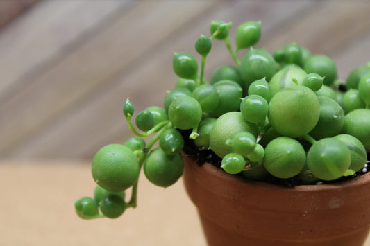 2 Inch String of Pearls
