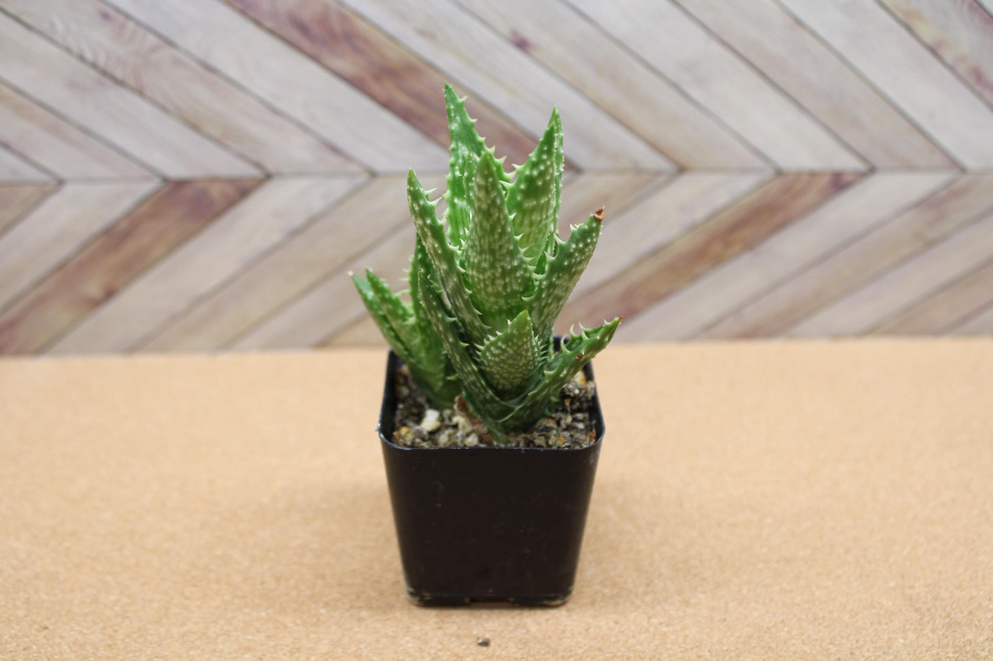 2 inch Aloe Juvenna 'Tiger Tooth Aloe'