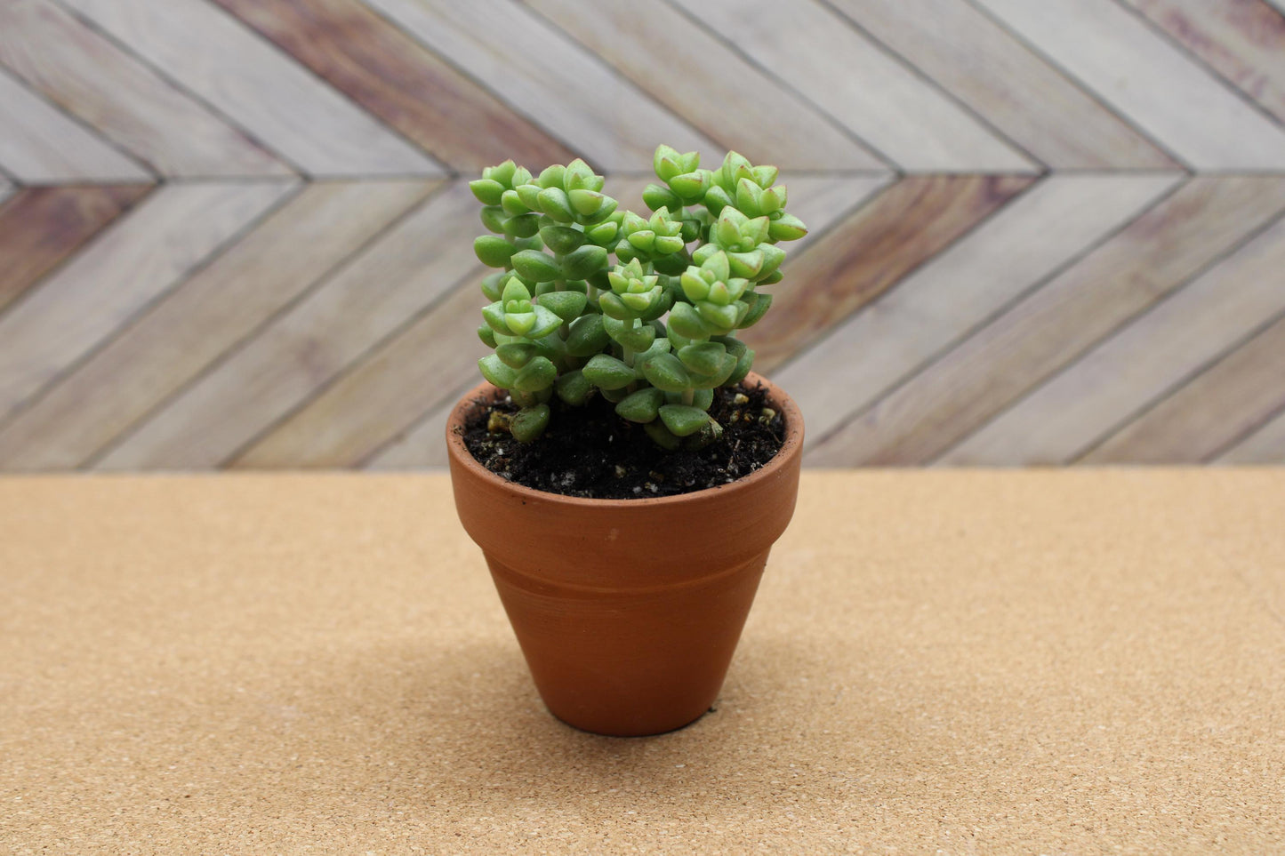 2 inch Crassula ‘Tom Thumb’