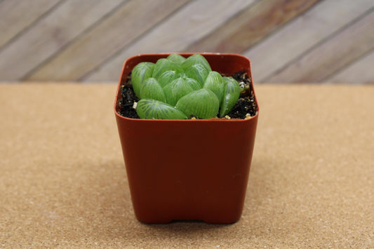 2 inch Haworthia cooperi