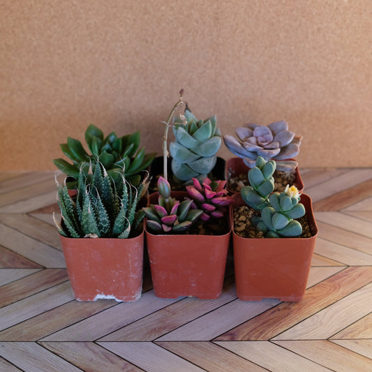Randomly assorted bulk packs of 2 inch succulents potted and rooted for diy projects, party favor, fairy gardens and more