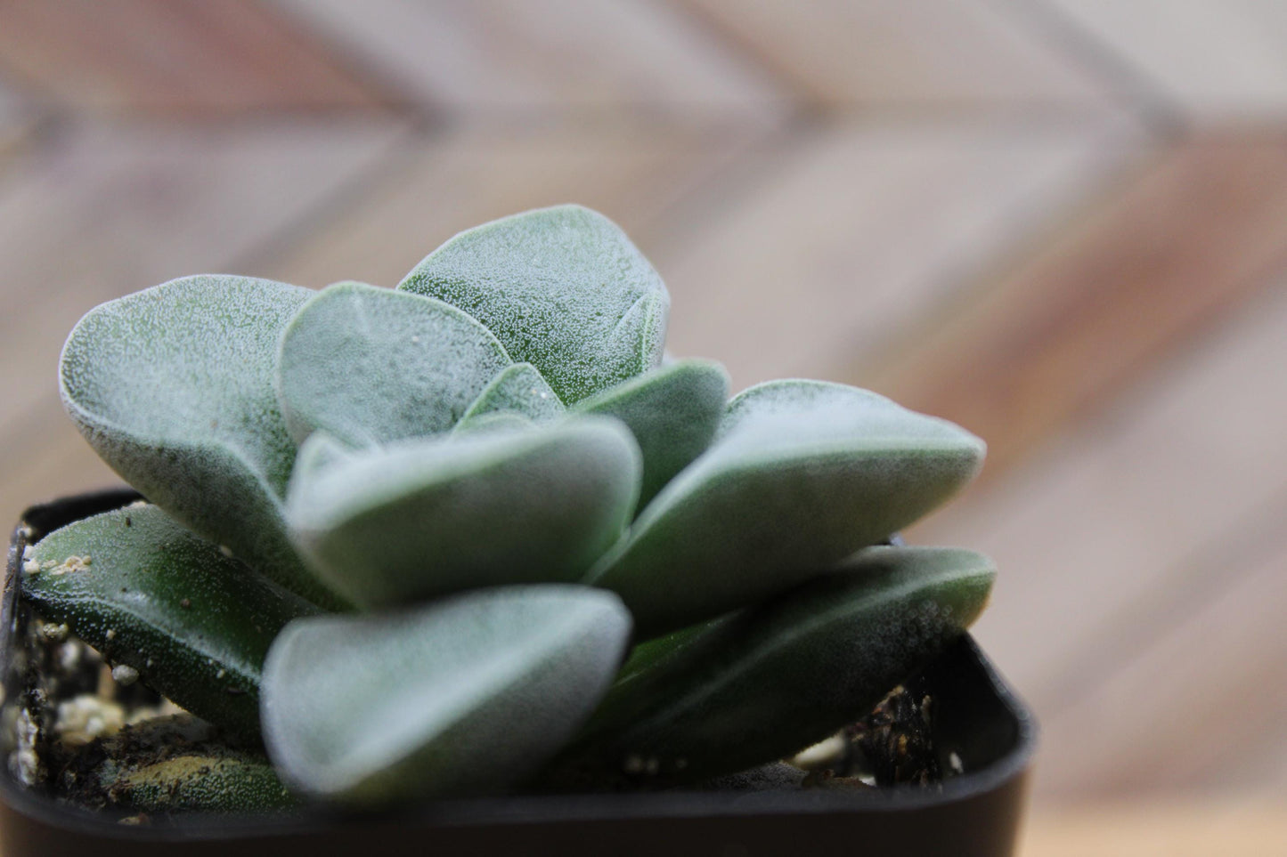 2 inch Crassula ‘Silver Springtime’