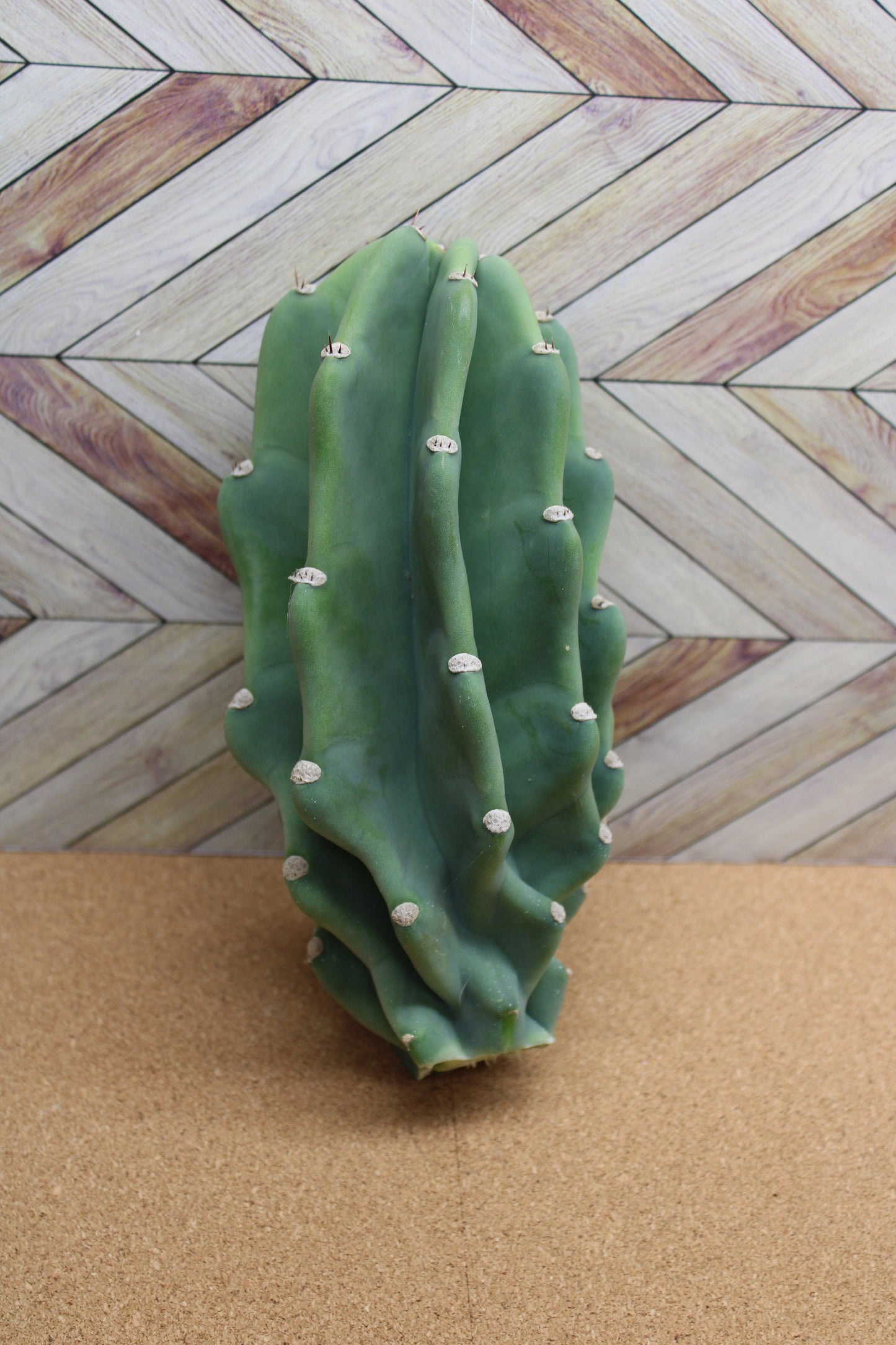 Peruvian Apple Cactus unrooted Cuttings