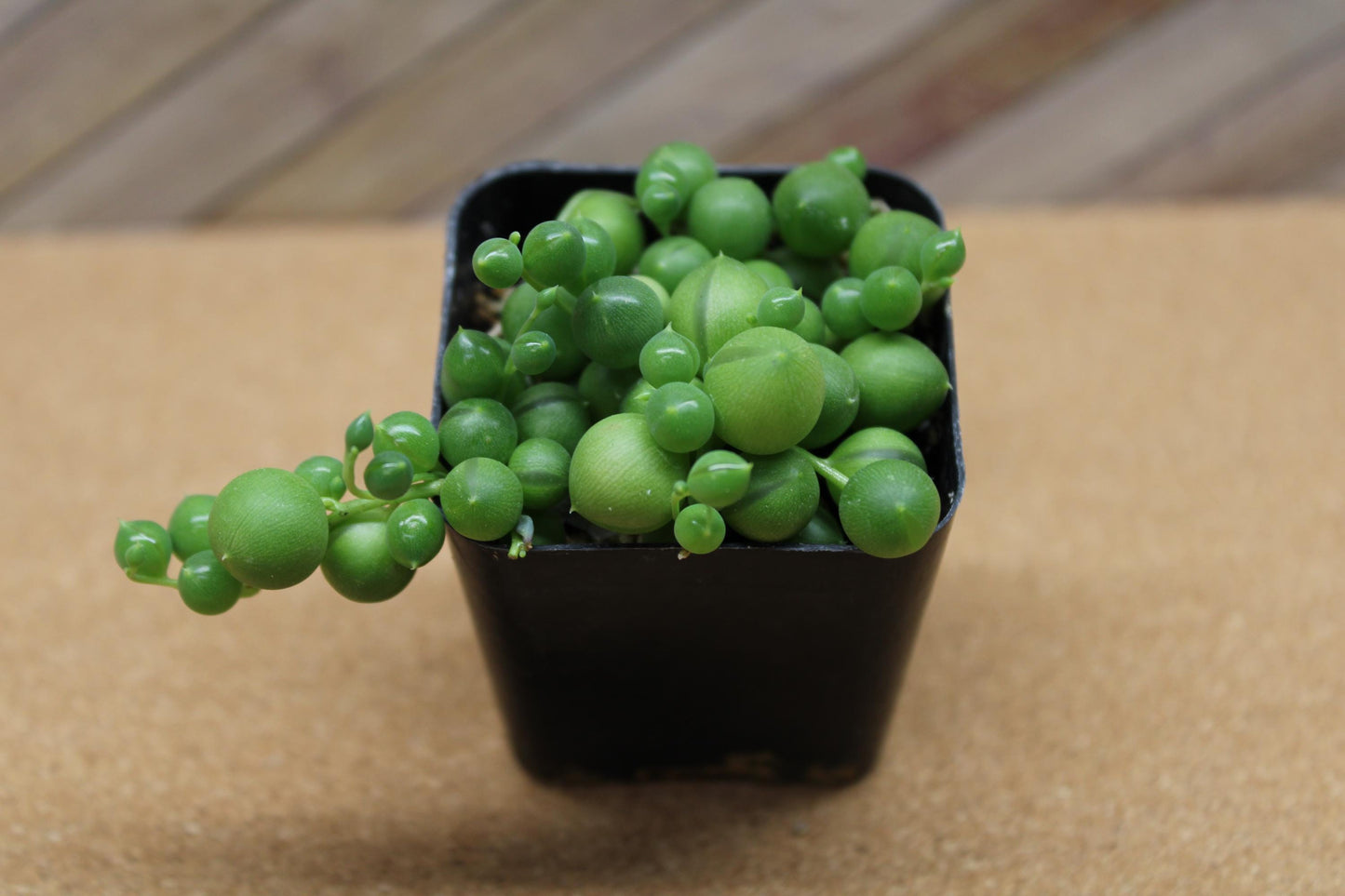 2 Inch String of Pearls