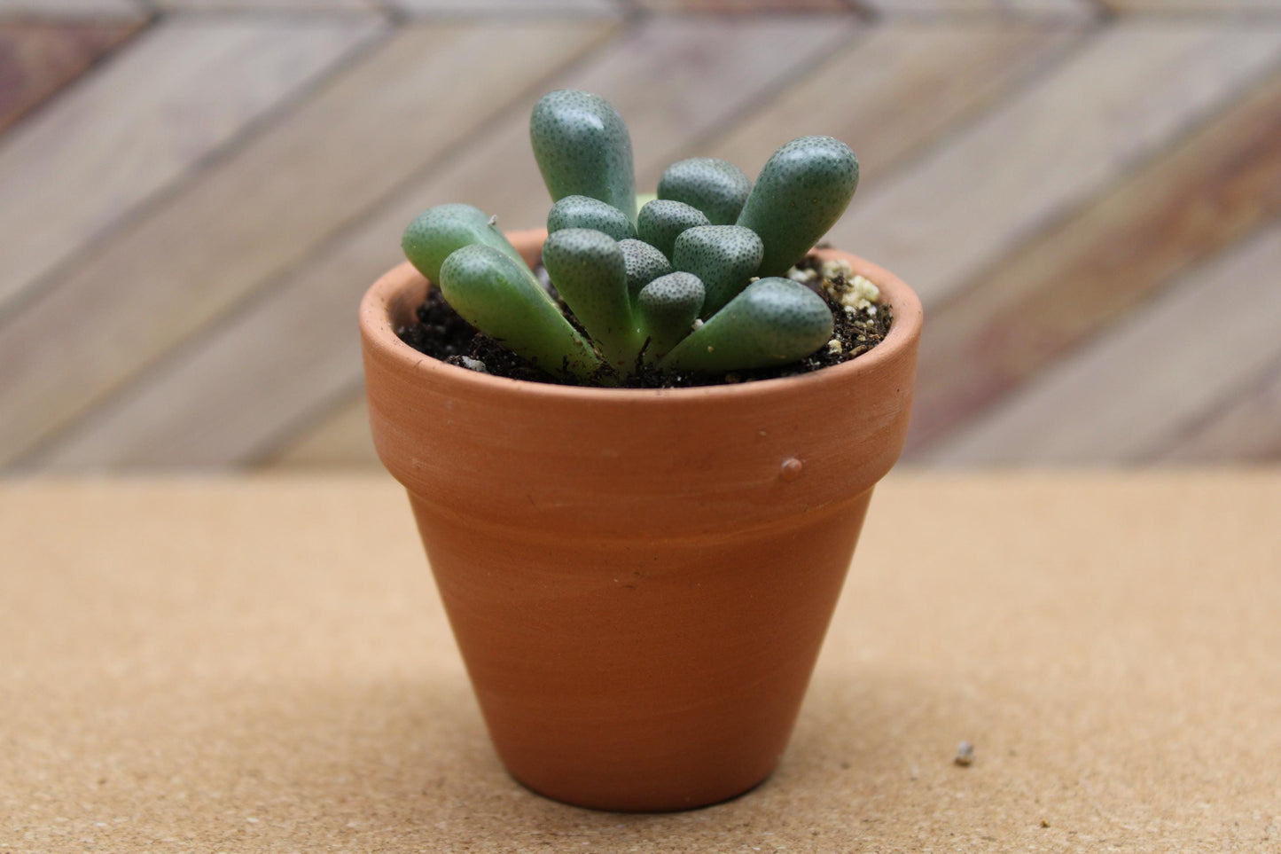 2 inch Aloinopsis schooneesii ‘Living Stone’