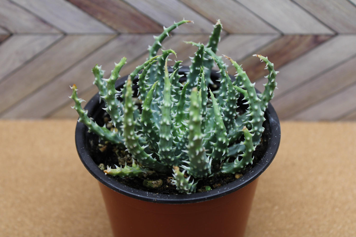 4 Inch Aloe humilis 'Hedgehog'