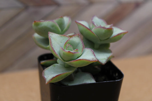 2 inch Crassula perforata ‘String of Buttons’ 'Ivory towers'