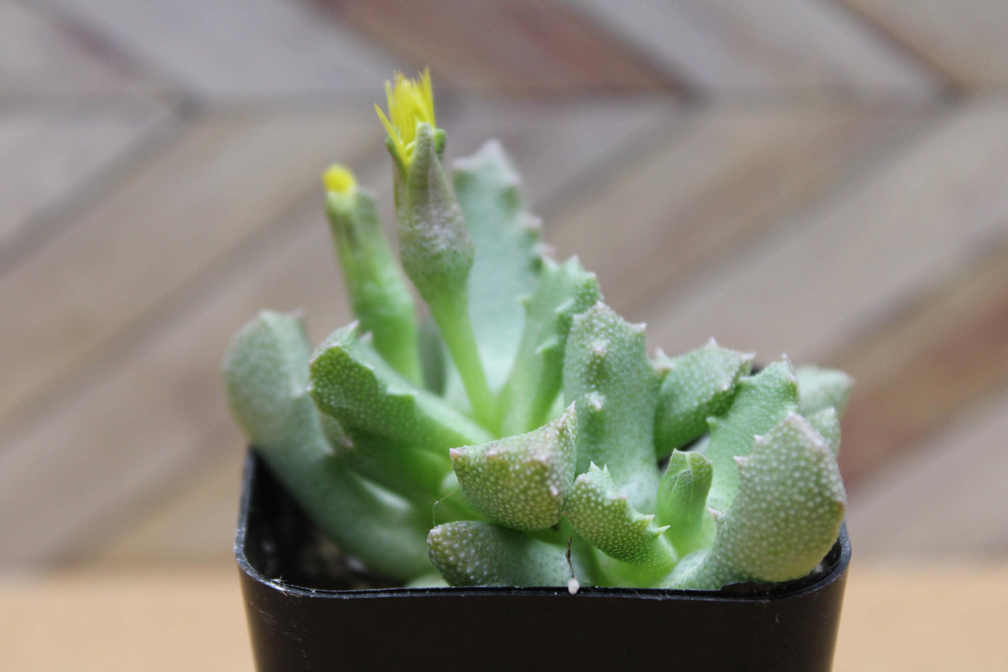 2 inch Stomatium mustellinum 'Living Stone Succulent'