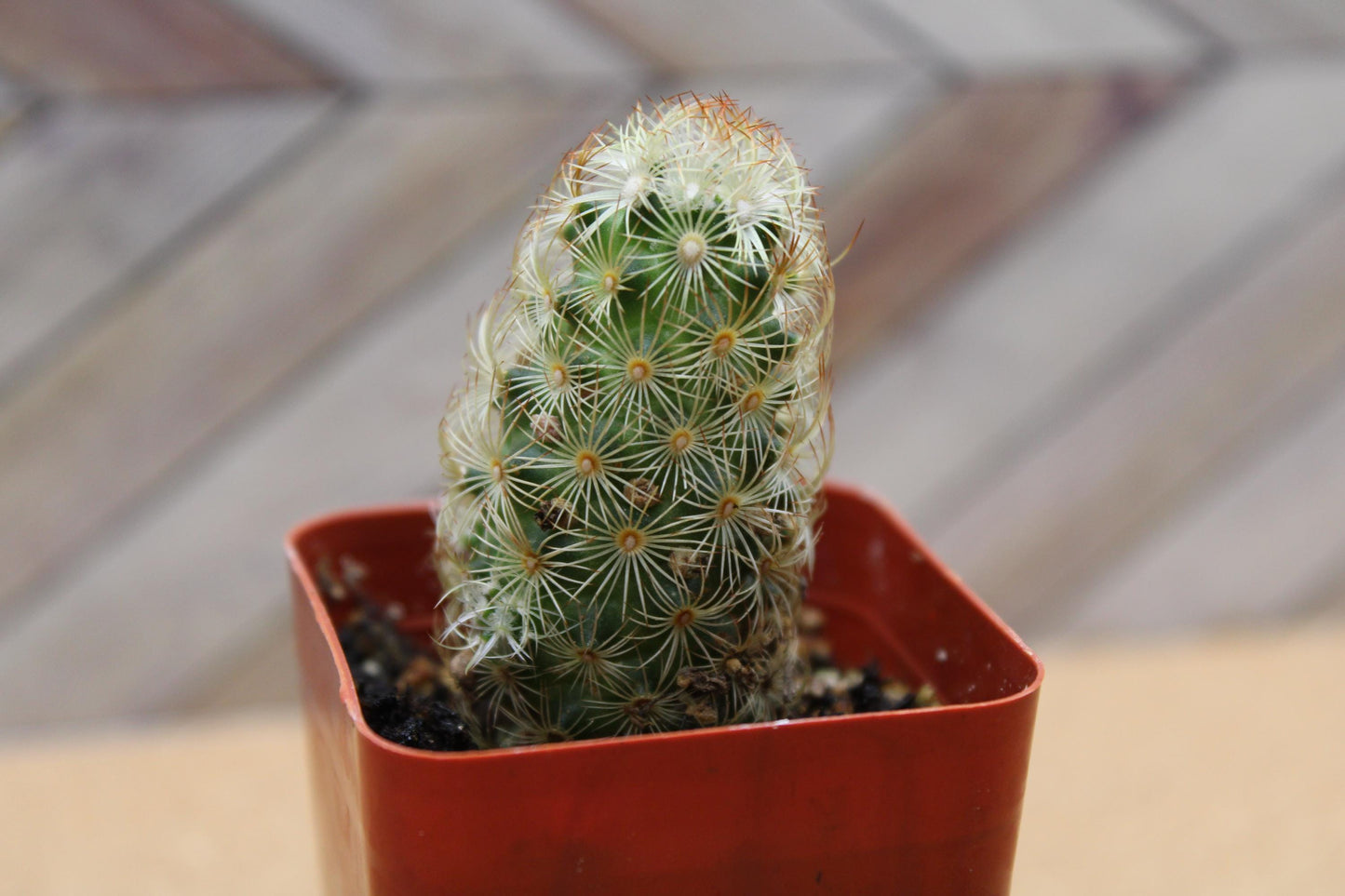2 inch Mammillaria elongata 'Ladyfinger Cactus'