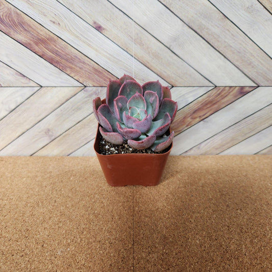 2 inch Echeveria raindrop