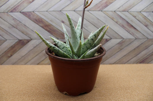 4 Inch Aloe ‘Snowflake’