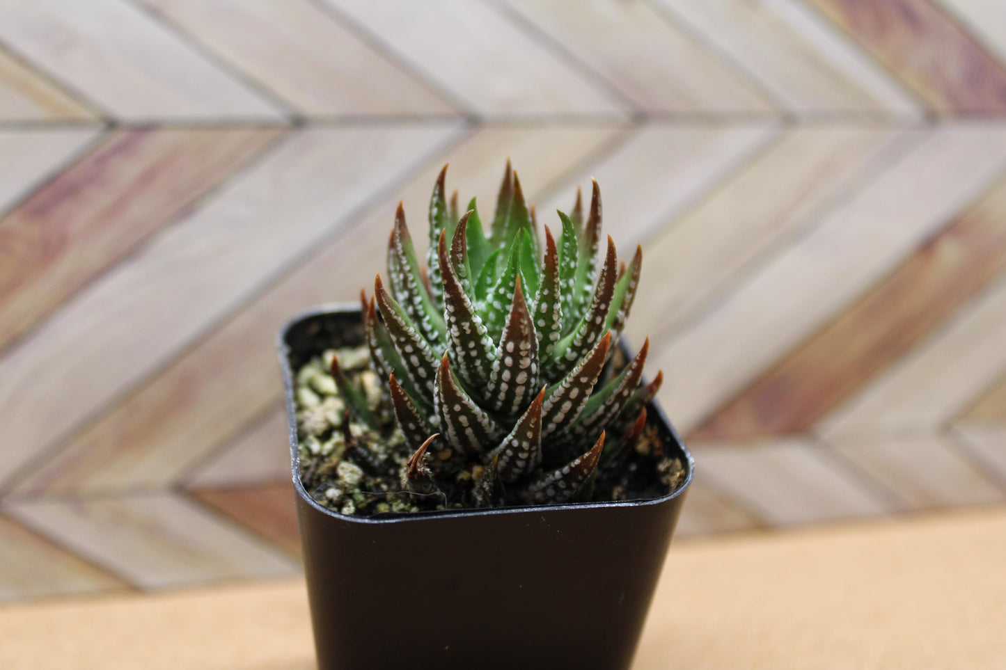 2 inch Haworthia reinwardtii f. kaffirdriftensis