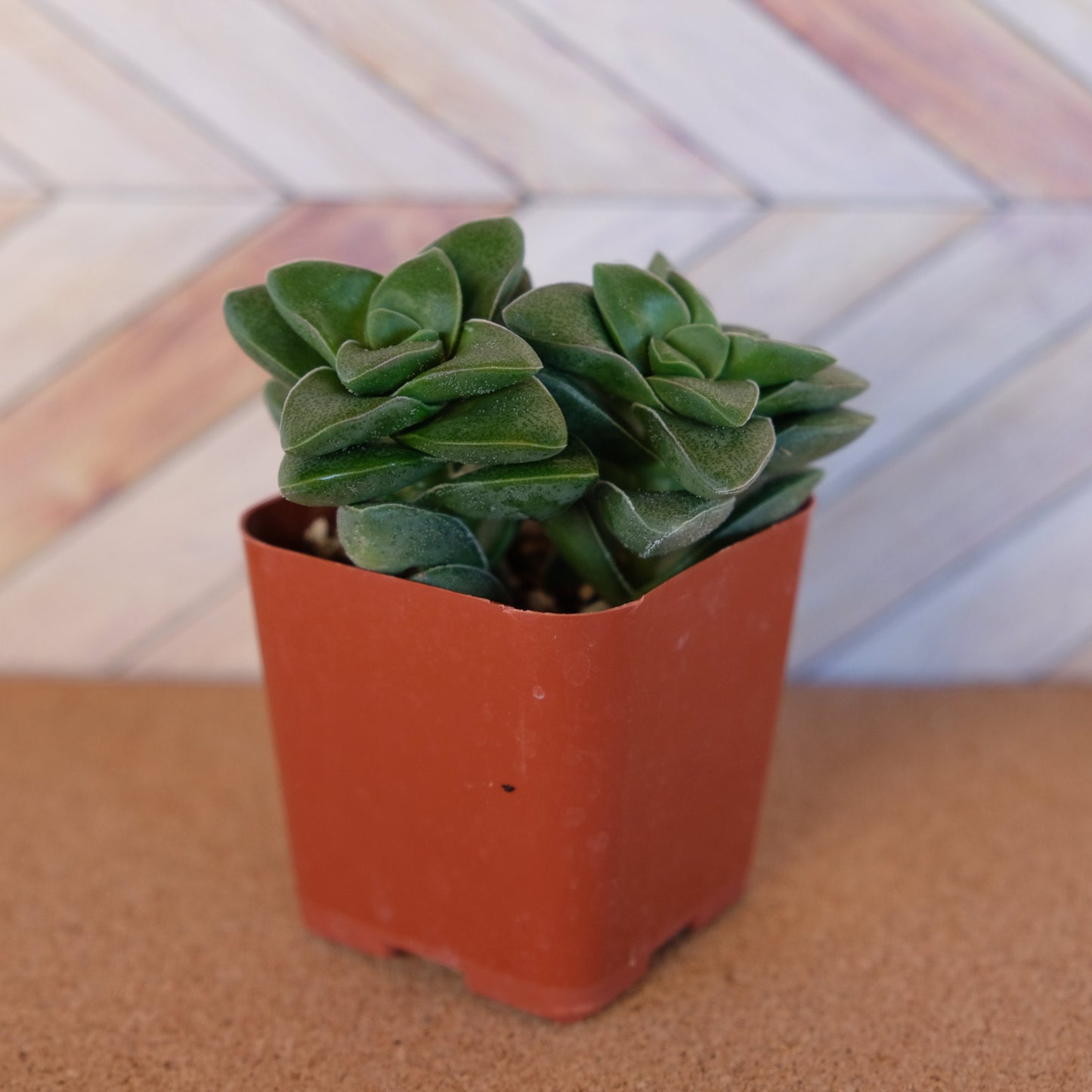 2 inch crassula 'springtime'