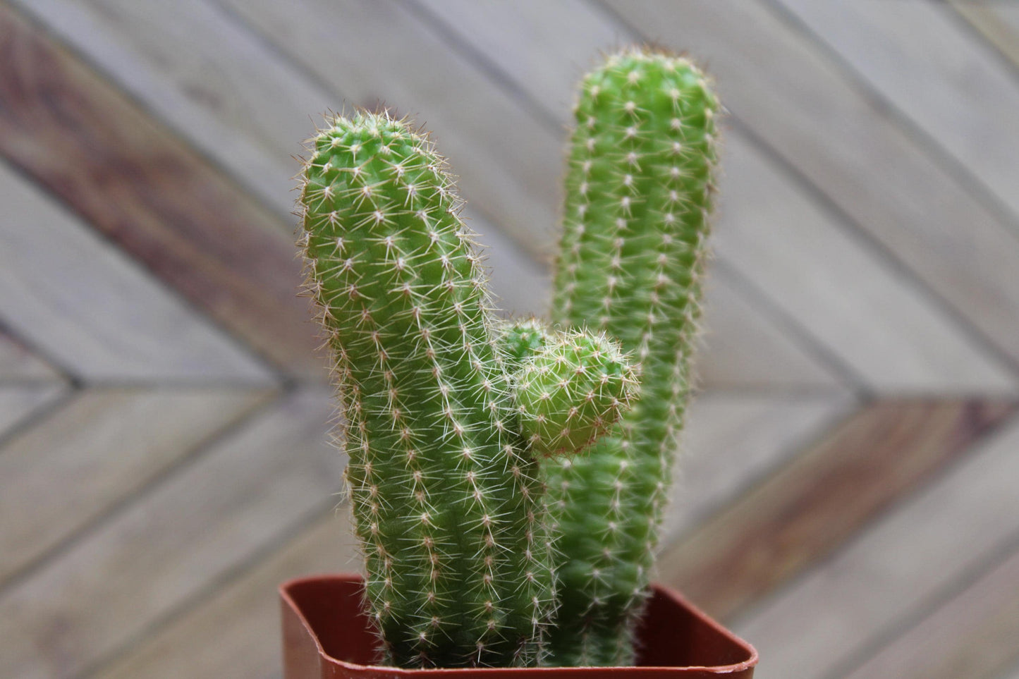 2 inch Echinopsis chamaecereus 'Peanut Cactus'