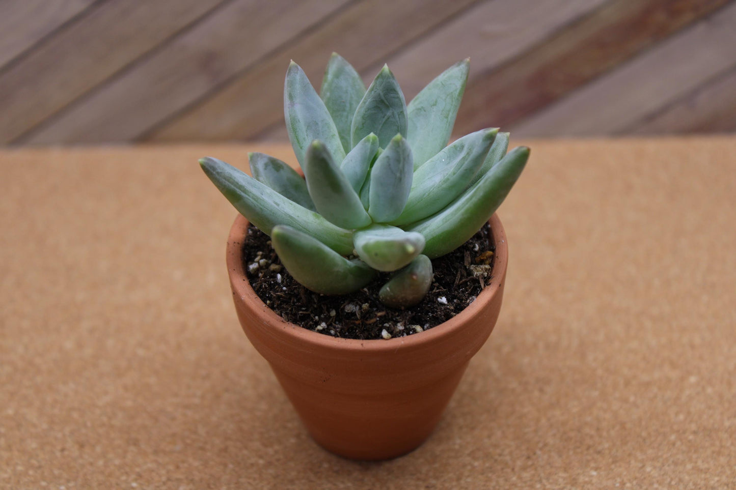 2 inch Pachyveria glauca ‘Little Jewel’